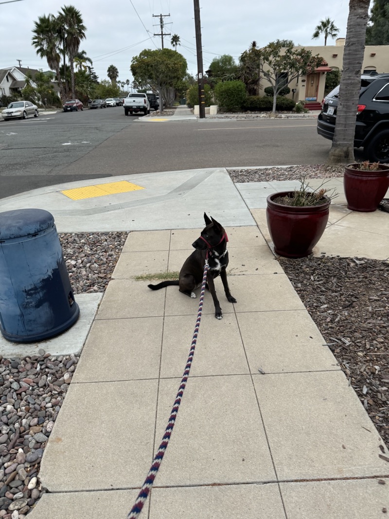 A picture of a black dog named Bowie sitting, taken on September 11 2024 at 6:35 am